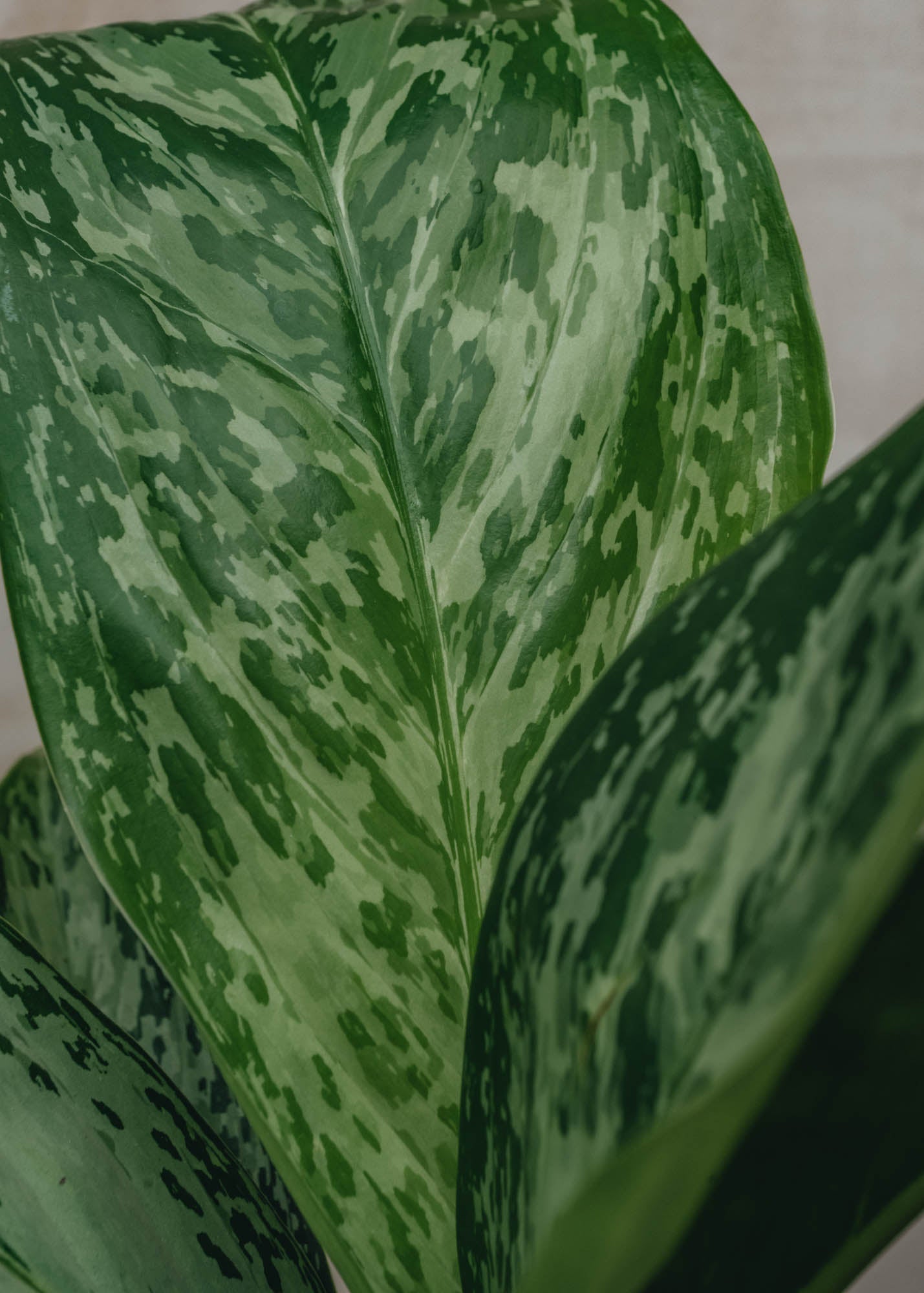 Houseplants Aglaonema Greenlight