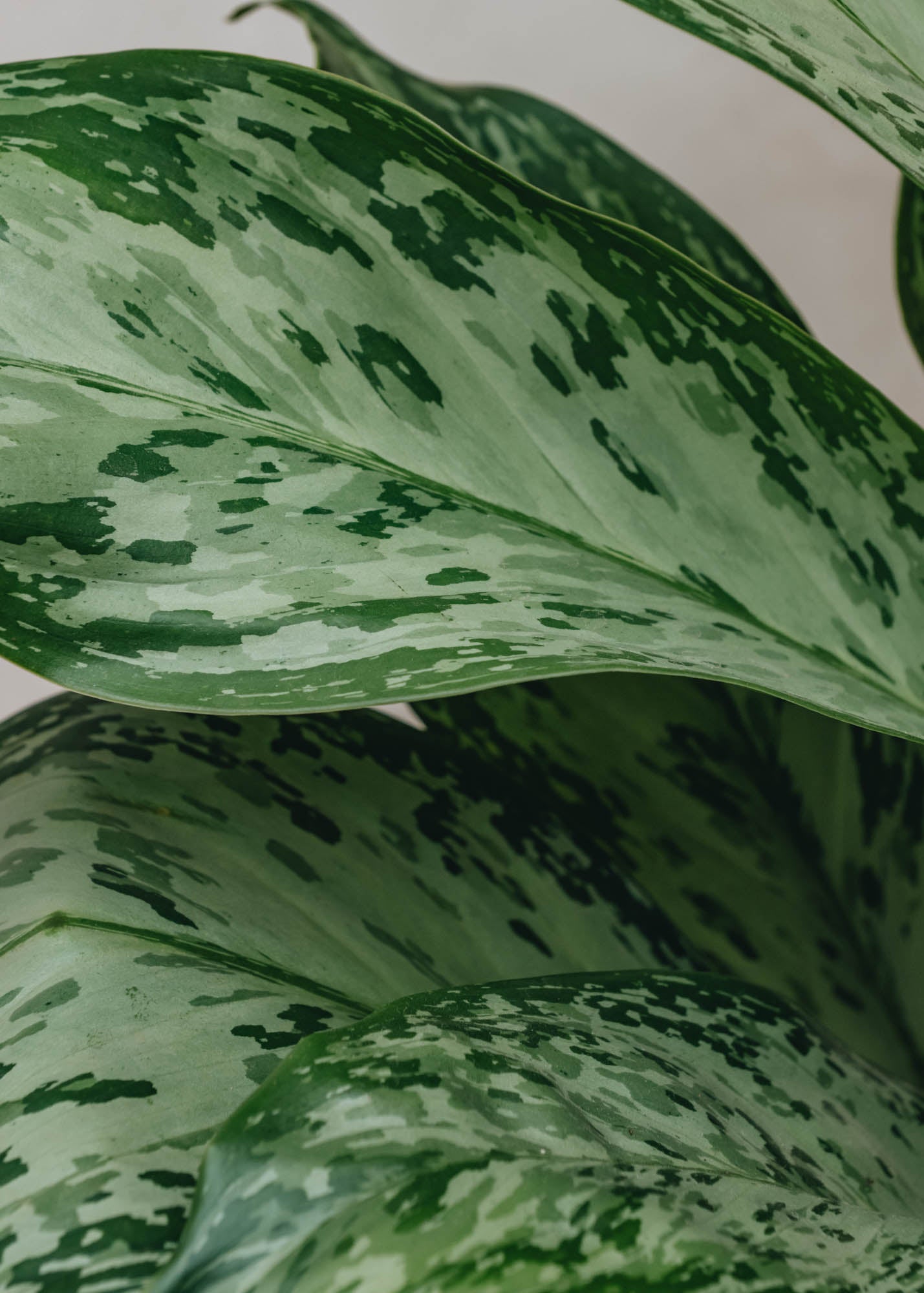 Houseplants Aglaonema Greenlight