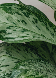 Houseplants Aglaonema Greenlight