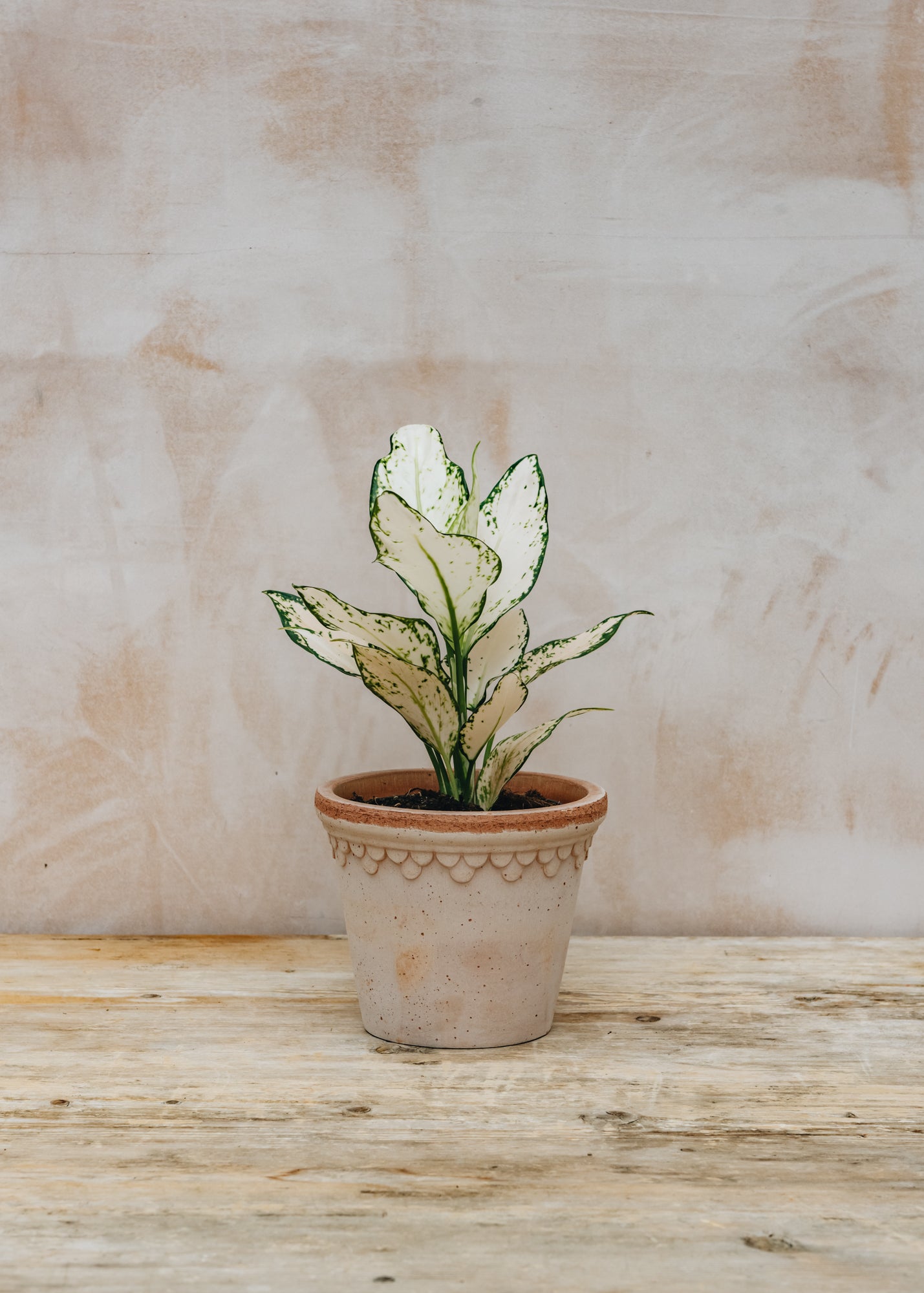 Aglaonema Vanilla Baby