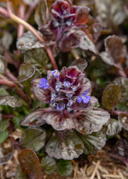 Ajuga reptans 'Black Scallop', 1L