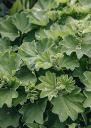 Memento Alchemilla mollis, 1L