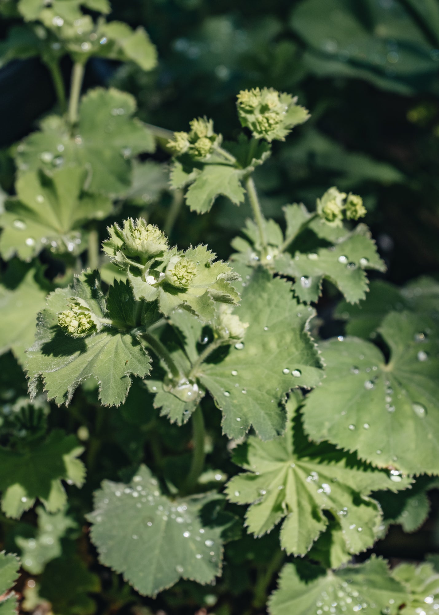 Alchemilla Mollis 3L