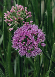 Allium Millenium