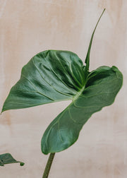 Alocasia Stingray