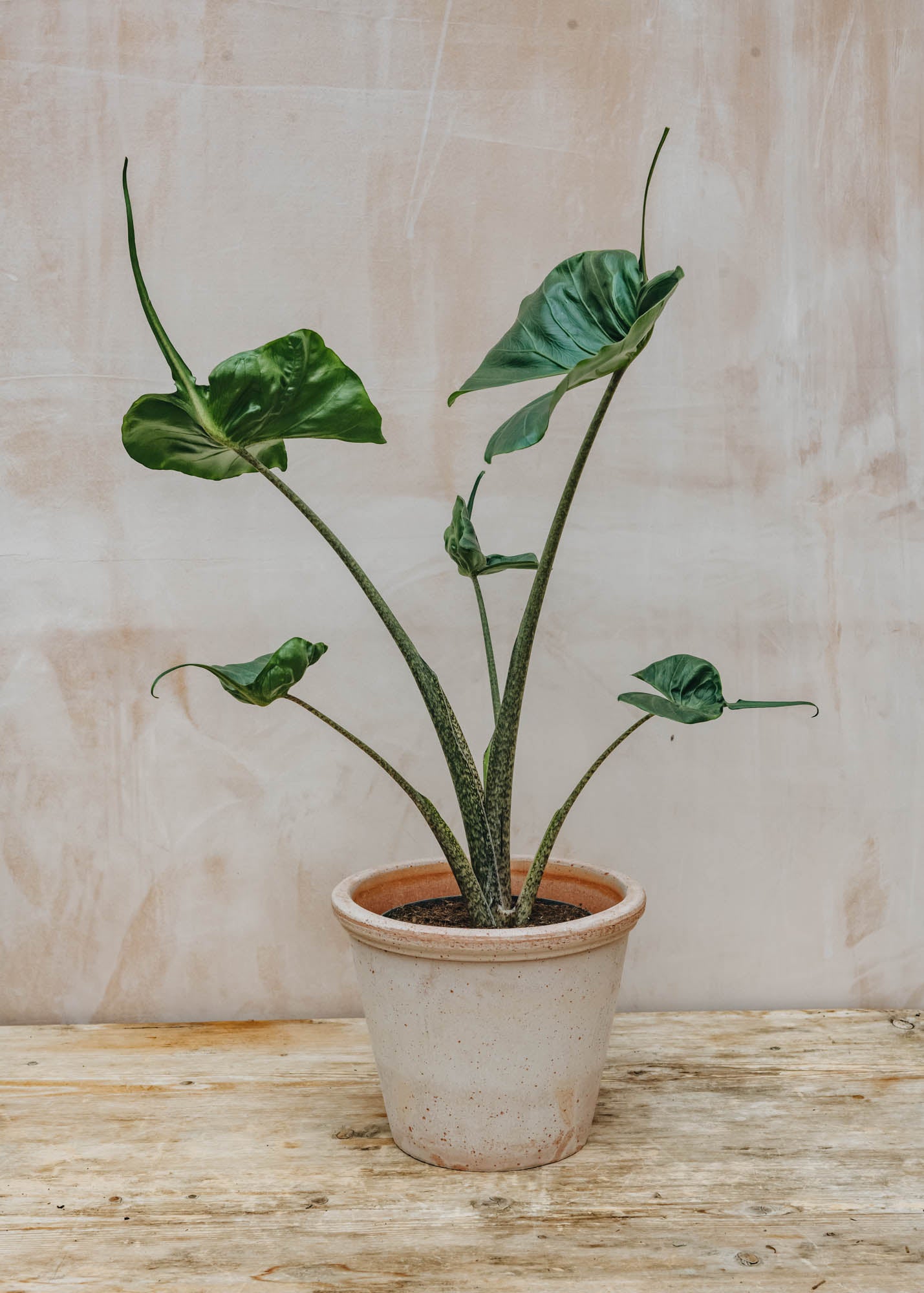 Alocasia Stingray