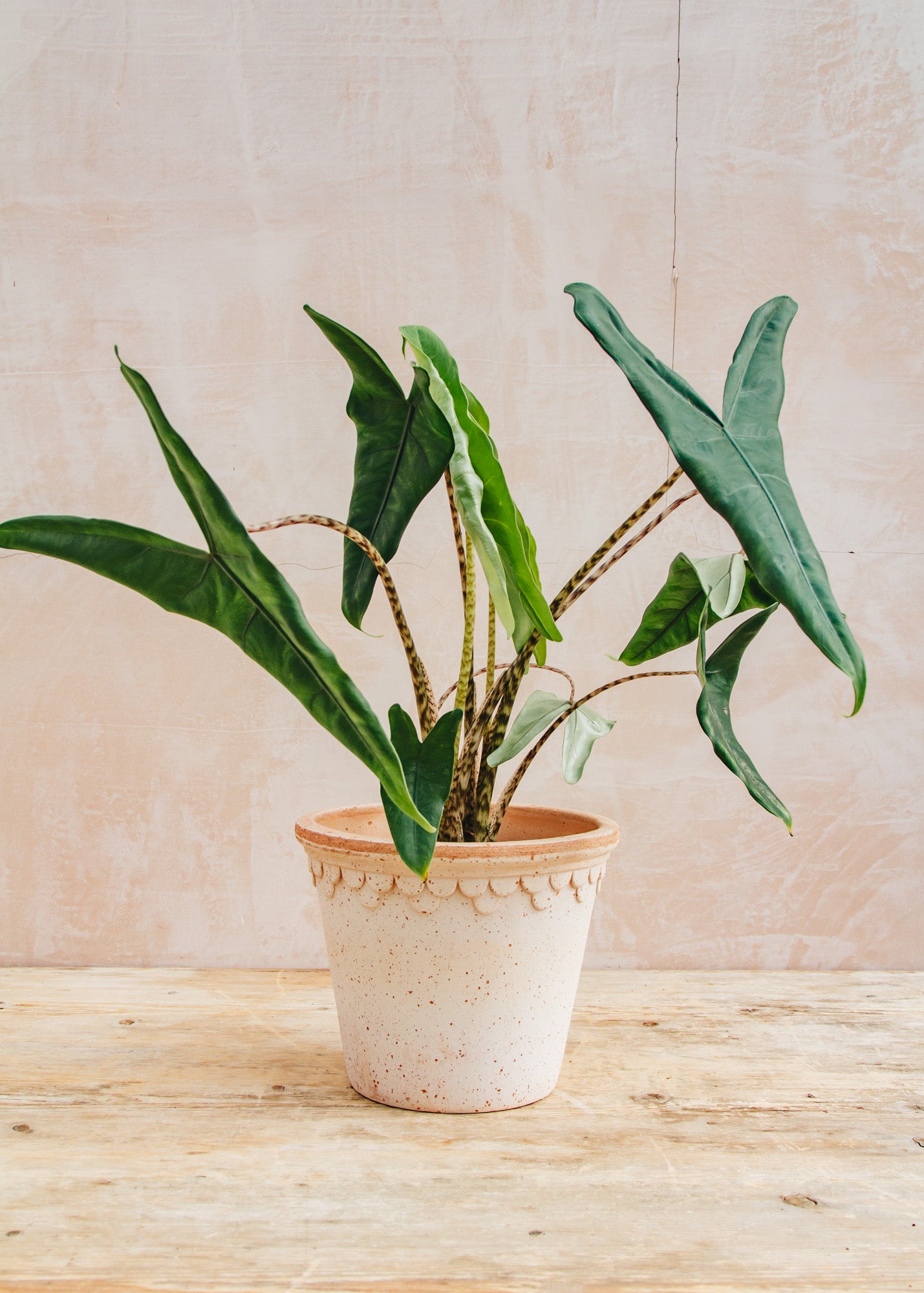 Houseplants Alocasia Tigrina