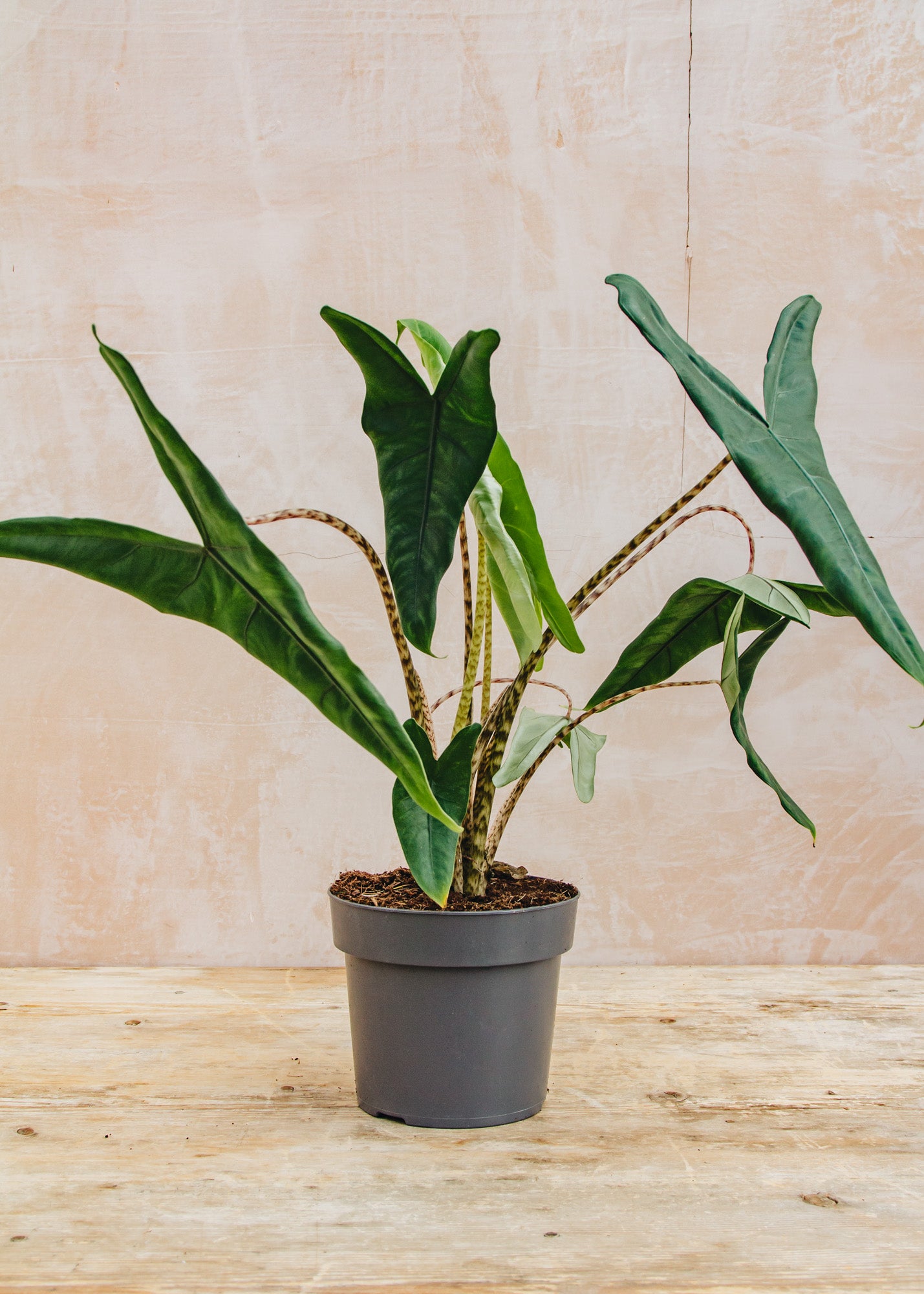 Houseplants Alocasia Tigrina