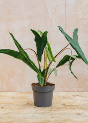 Houseplants Alocasia Tigrina