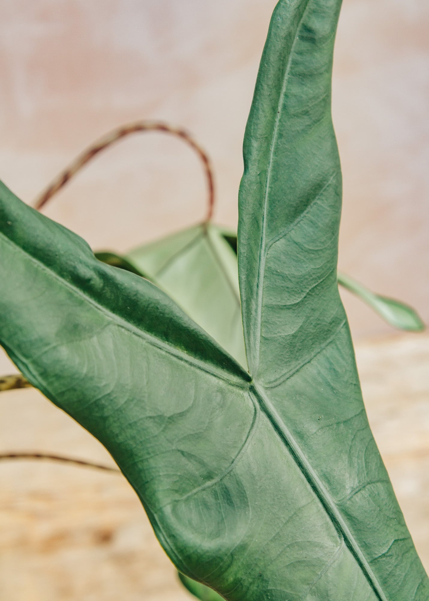 Houseplants Alocasia Tigrina