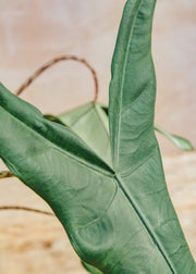 Houseplants Alocasia Tigrina