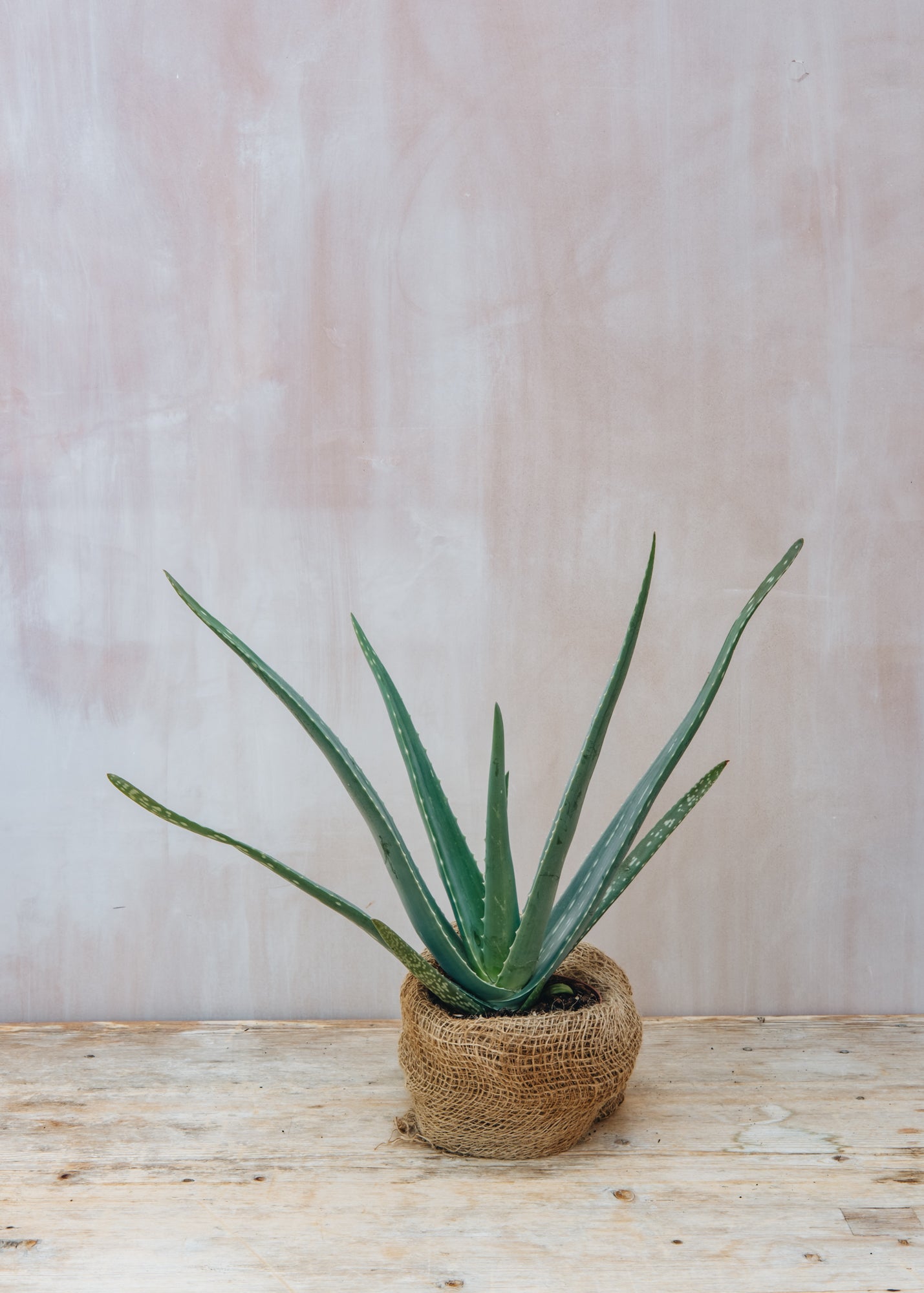 Bergs Potter Aloe Vera, 3L