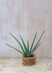 Bergs Potter Aloe Vera, 3L