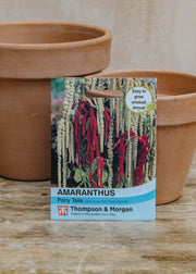 Amaranthus Pony Tails Seeds