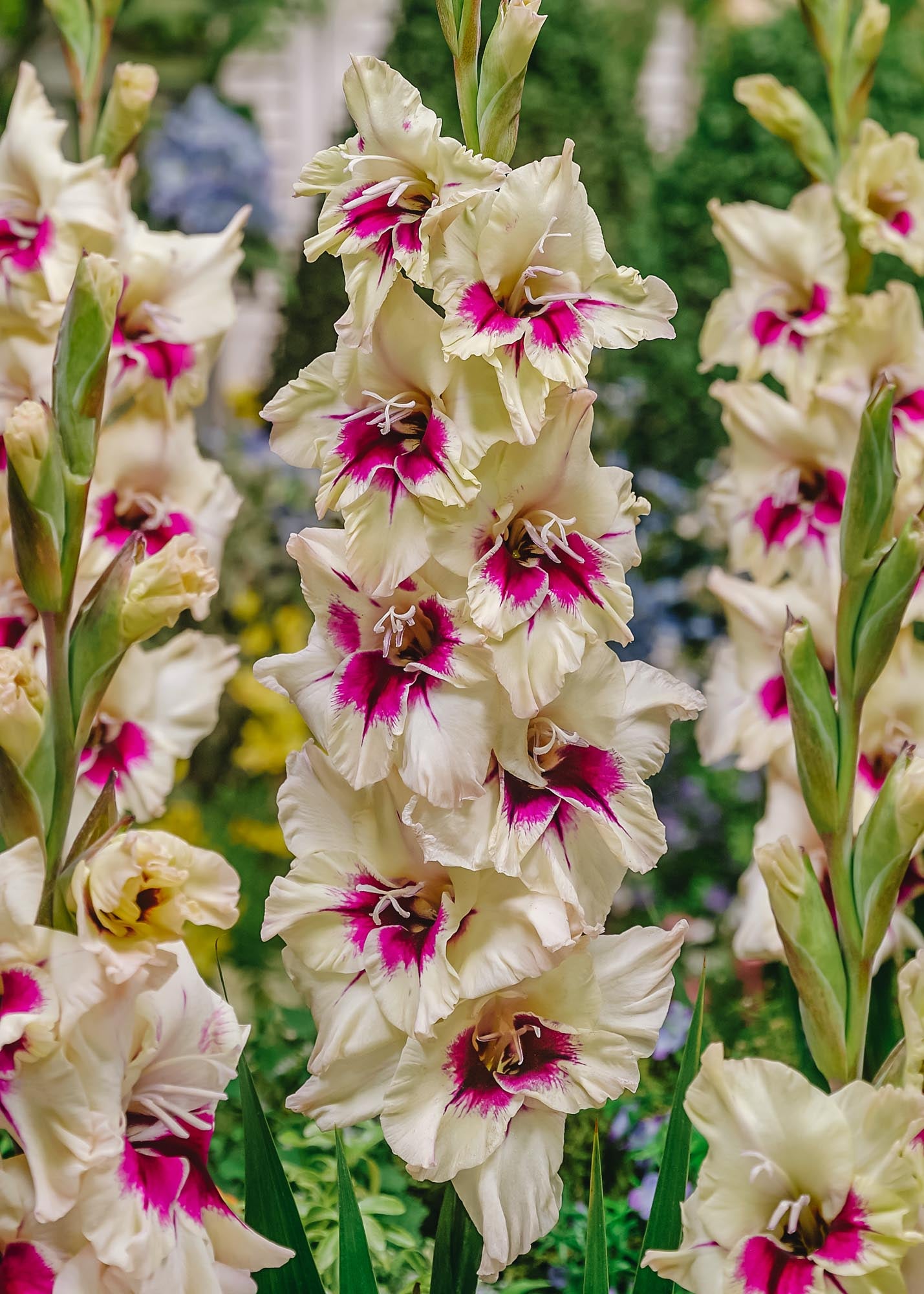 Taylors Bulbs Gladiolus 'Amber Mistique', pack of 15 corms