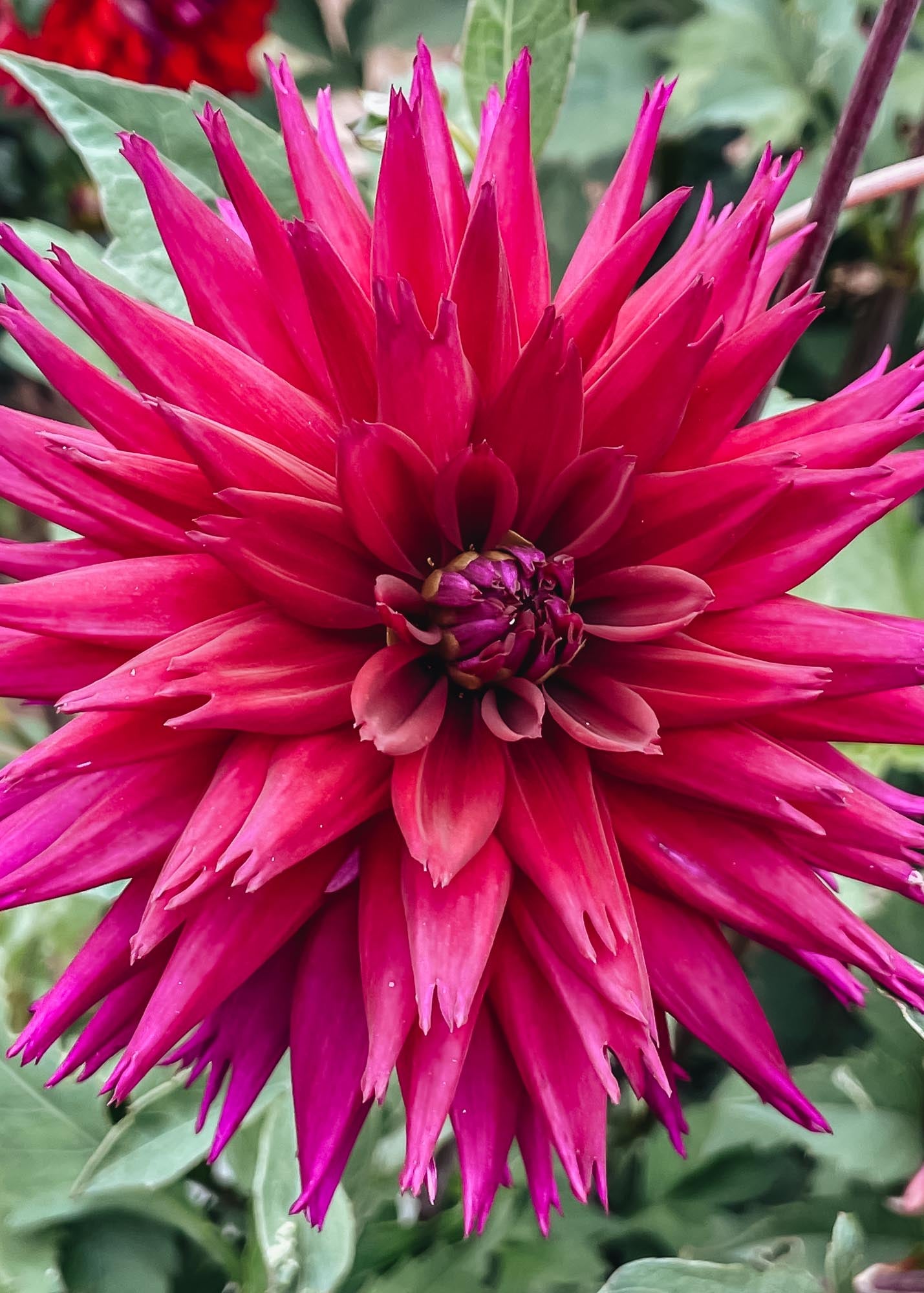 Taylors Bulbs Dahlia 'Ambition' Tubers