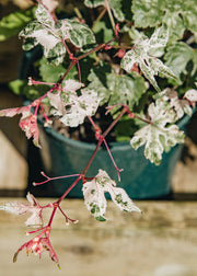 Ampelopsis Ampelopsis brevipeduncilata 'Elegans', 3L