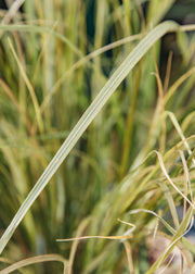 Anemanthele Anemanthele lessoniana ‘Sirocco’, 2L