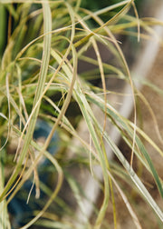 Anemanthele Anemanthele lessoniana ‘Sirocco’, 2L