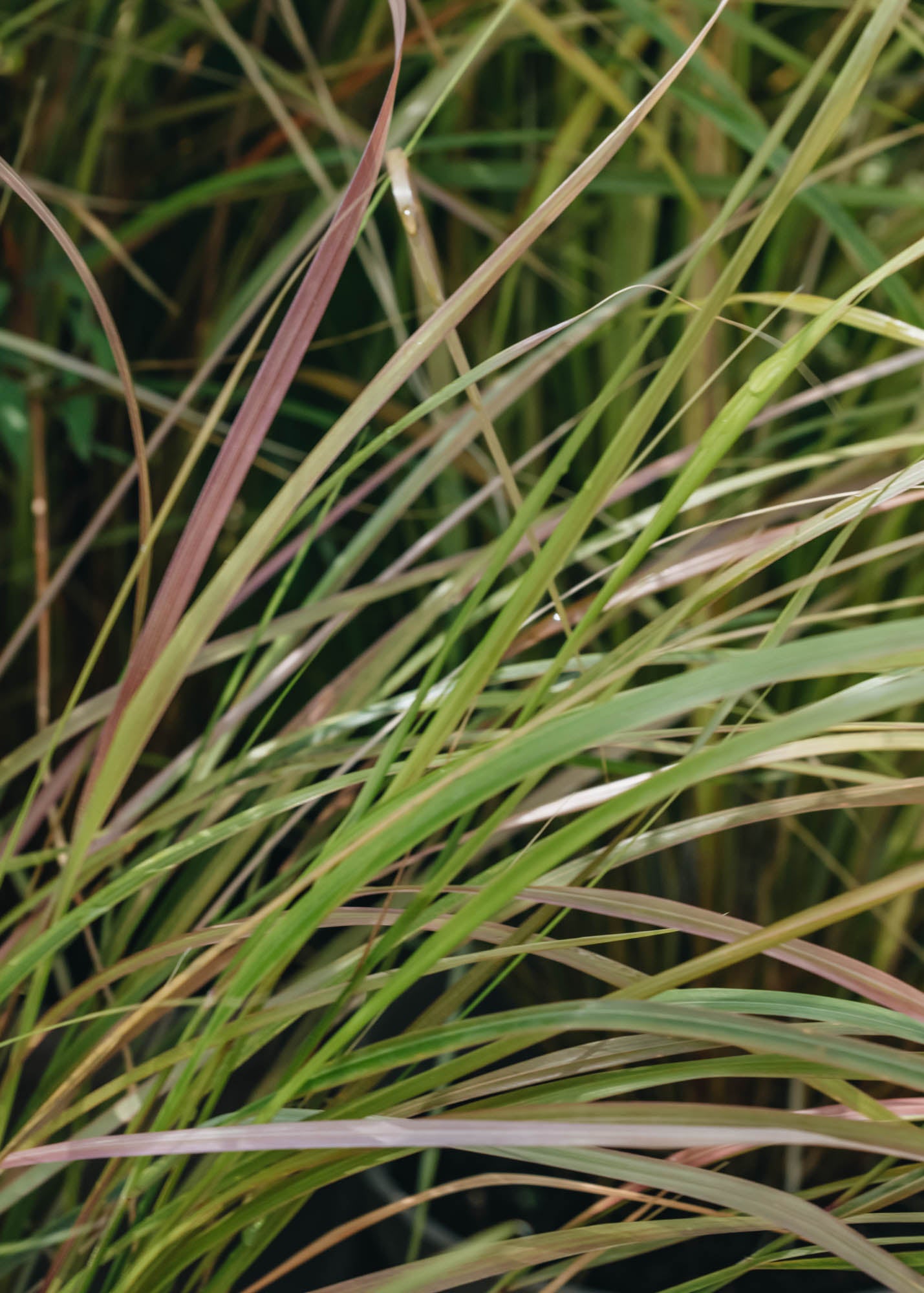 Anemanthele lessoniana