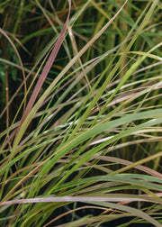 Anemanthele lessoniana