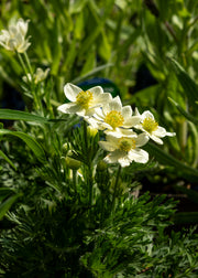 Anemone multifida 'Annabella White', 2L