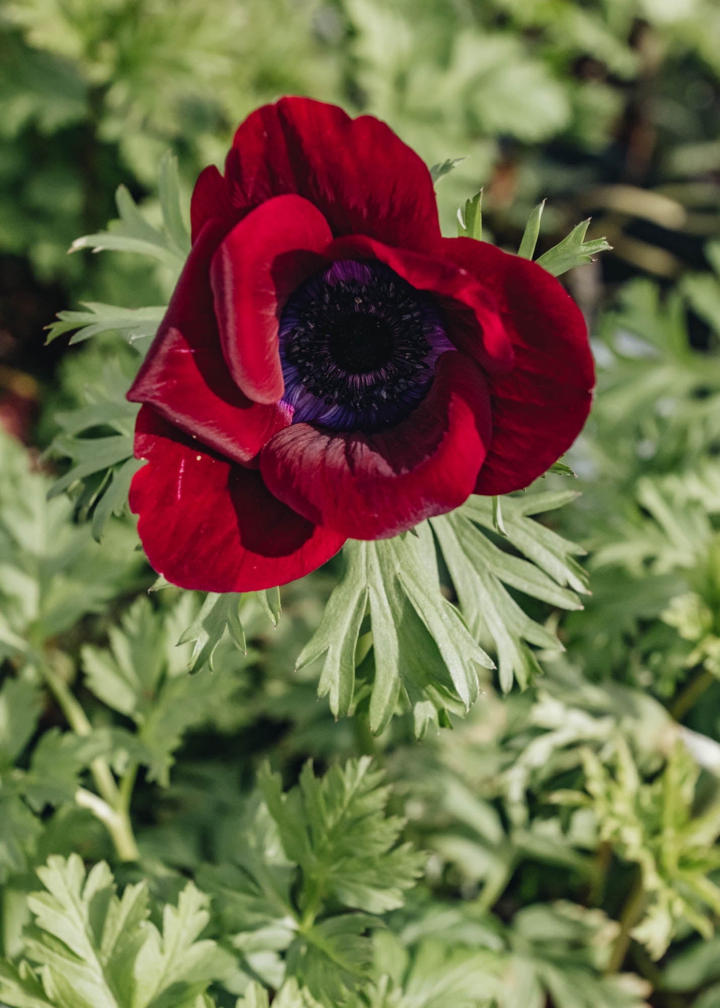 Laurus Nobilis Anemone Coronaria Bordeaux 2/3L