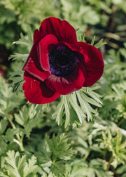 Anemone Coronaria Bordeaux 3L