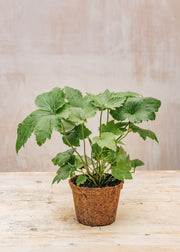 Anemone Anemone Honorine Jobert, 1L