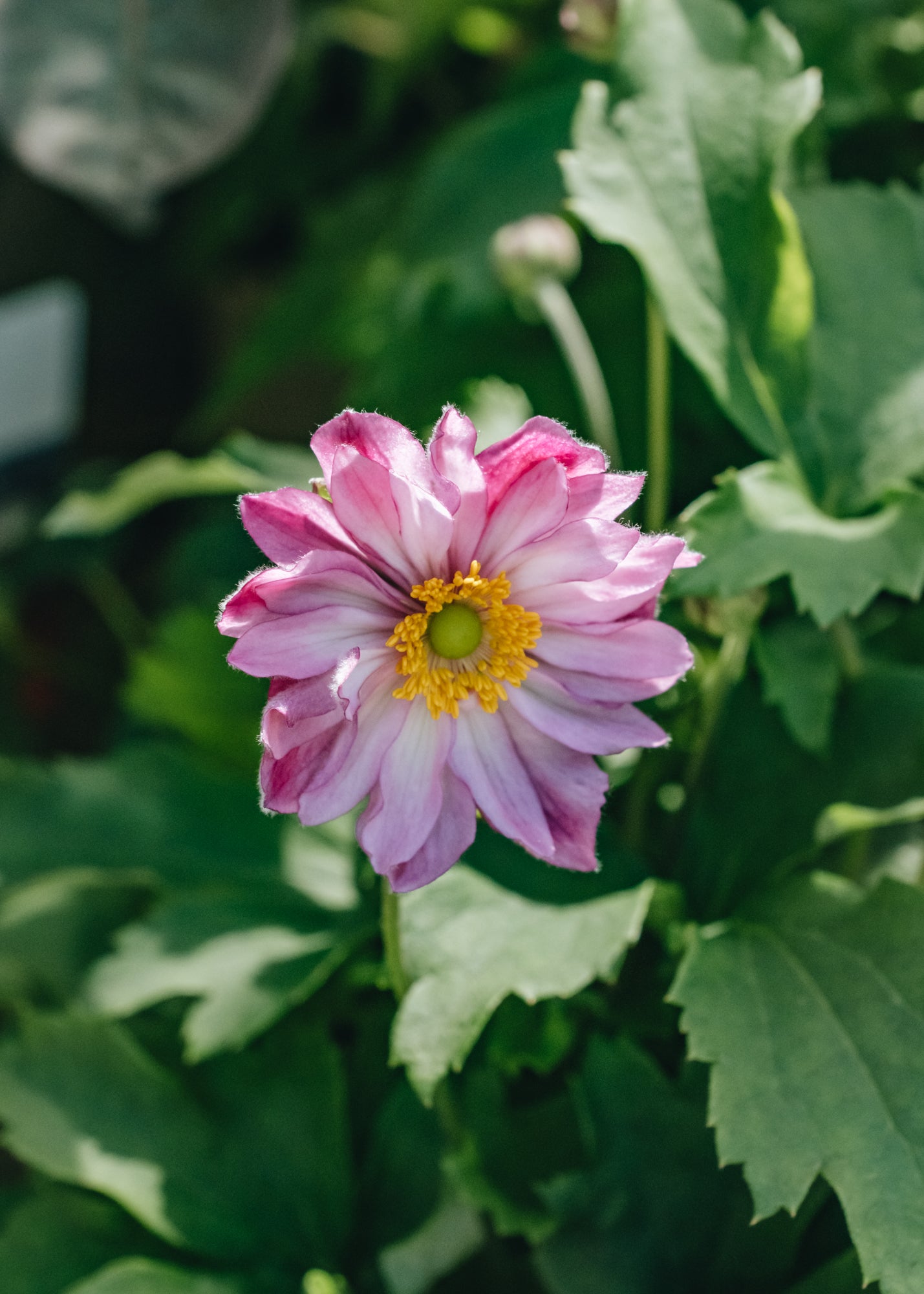 Anemone Anemone Pretty Lady Emily, 2/3L