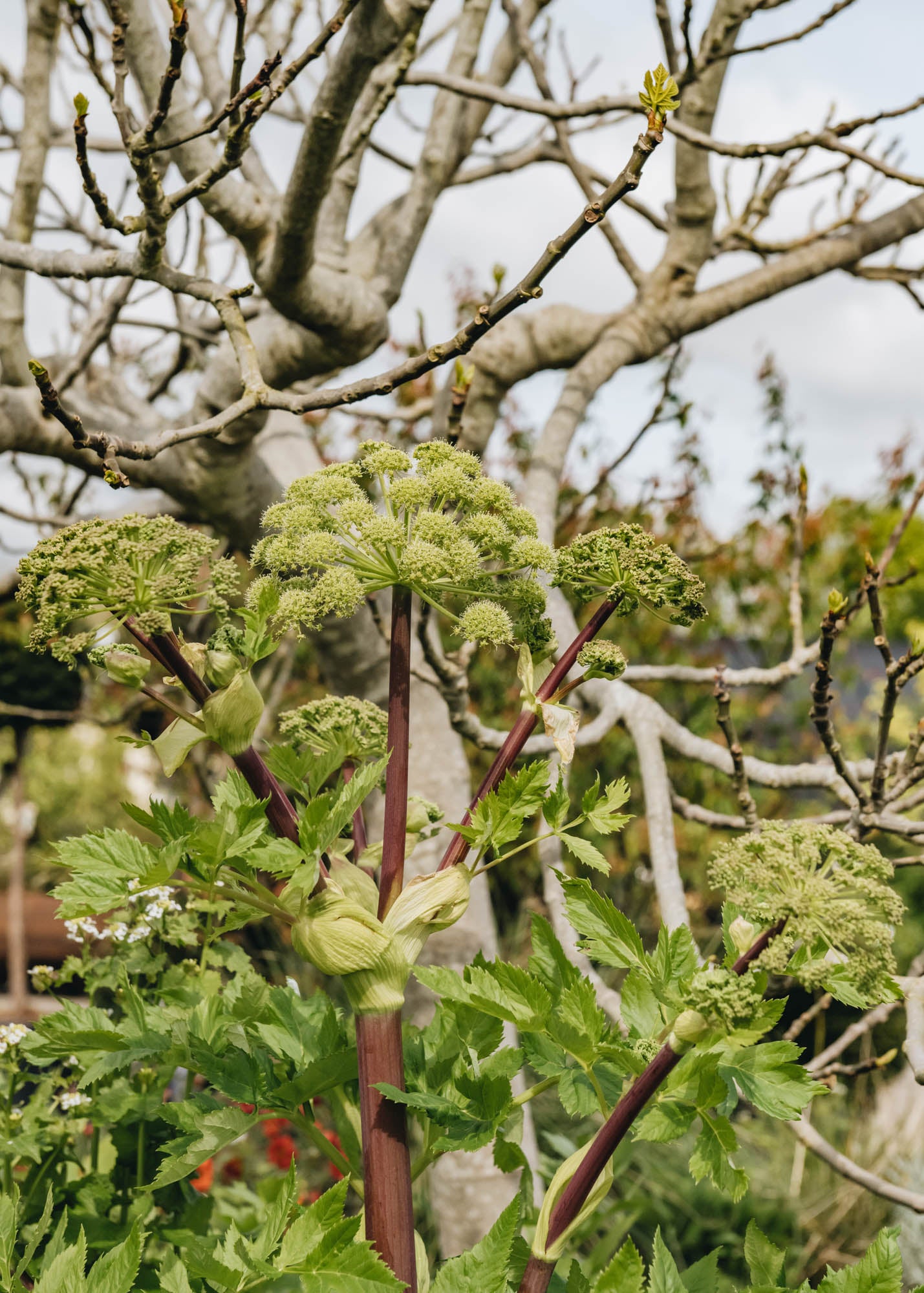 Hairy Pot Angelica archangelica, 1L