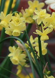 Taylors Bulbs Narcissus 'Angel's Whisper' Bulbs
