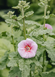 Hydrangea Anisdontea capensis Carnival Lights ‘Candy Pink’, 2L