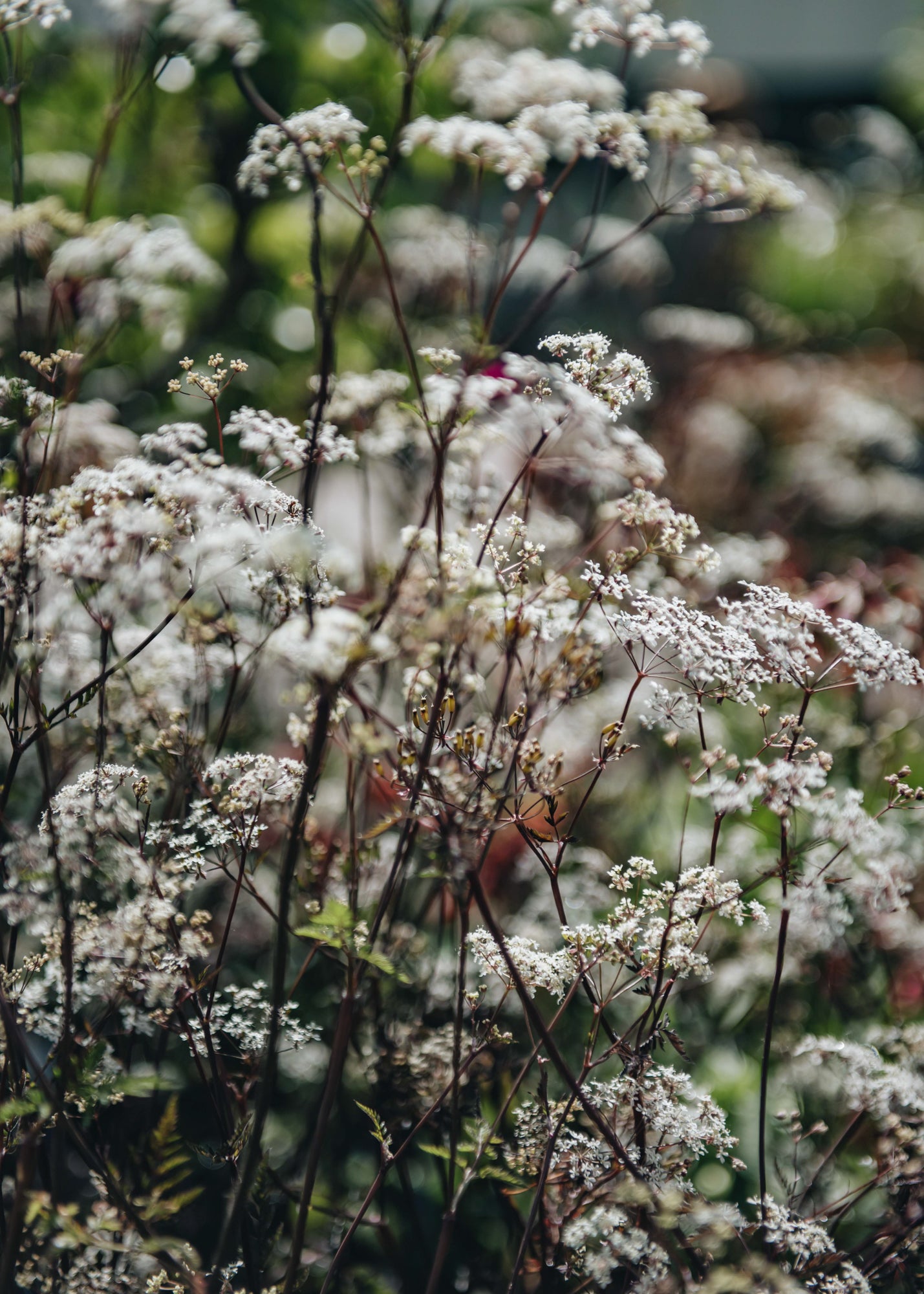 Anthriscus sylvestris Ravenswing