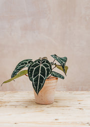 August and Piers Anthurium DocBlock® Michelle®