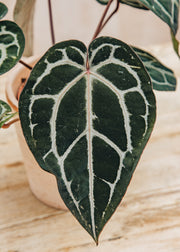 Anthurium Anthurium DocBlock® Michelle®