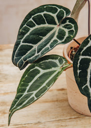 Anthurium Anthurium DocBlock® Michelle®