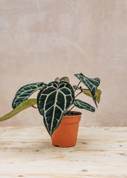 Anthurium Anthurium DocBlock® Michelle®