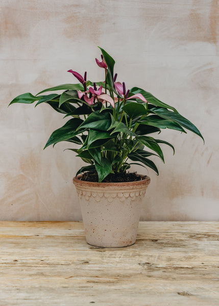 Anthurium Royal Zizou Purple – Burford Garden Co