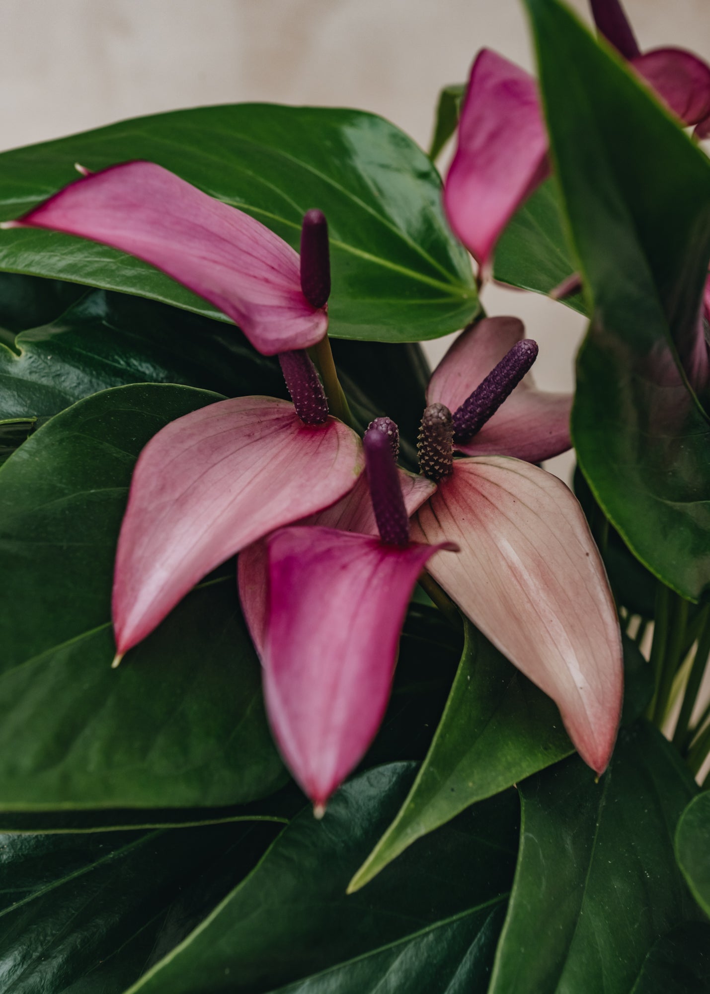 zizou anthurium Anthurium Royal Zizou Purple – Burford Garden Co