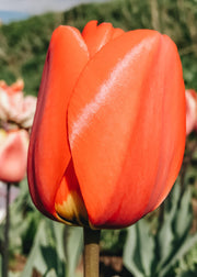 Tulipa Apeldoorn Bulbs