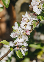 Apple Malus domestica Red Windsor (Apple), M26 Bush, 12L