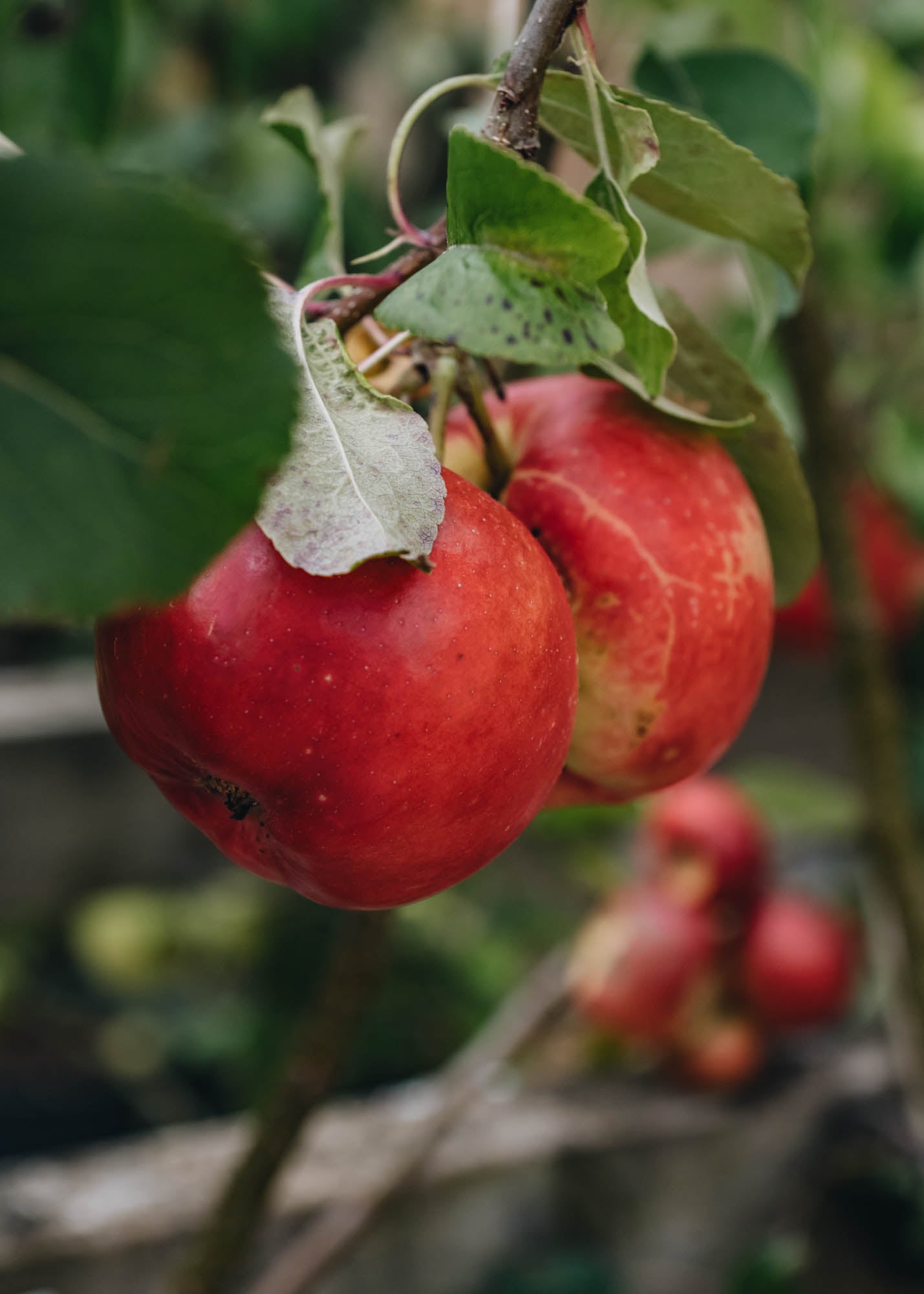 Malus domestica Scrumptious Bush MM106 12L