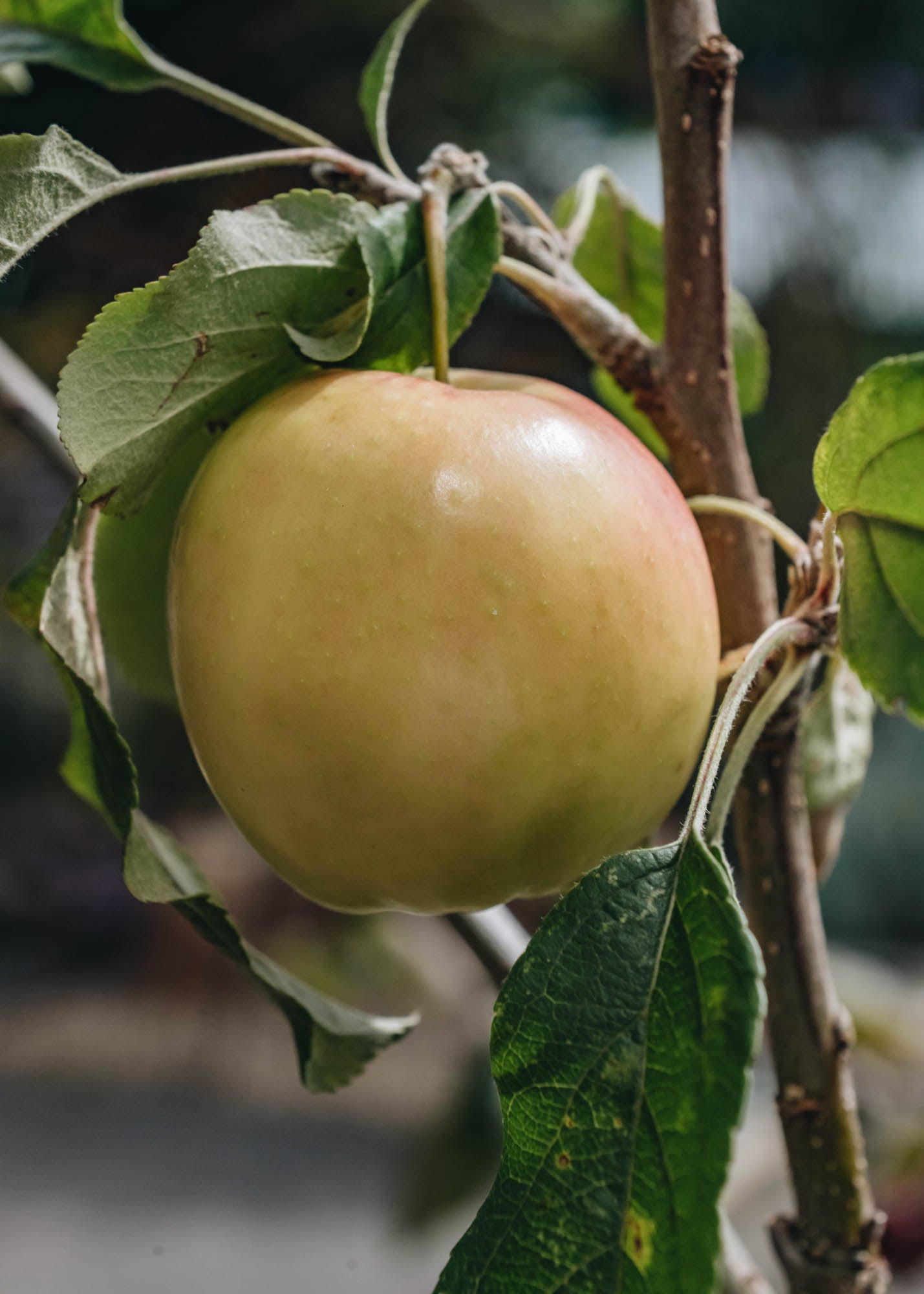 Malus domestica Surprize Bush M26 12L