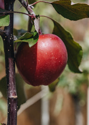 Malus domestica Tickled Pink Bush M26 12L