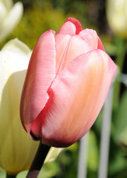 Taylors Bulbs Tulipa 'Apricot Copex' Bulbs