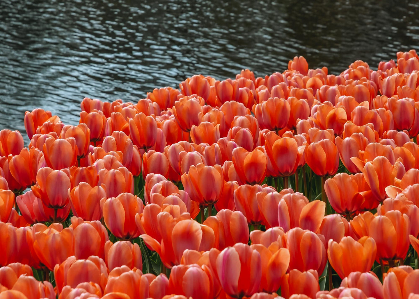 Tulipa Apricot Impression Bulbs