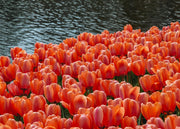 Tulipa Apricot Impression Bulbs