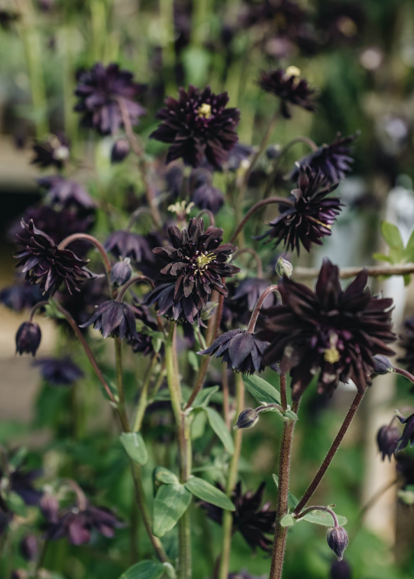 Aquilegia vulgaris var. stellata Barlow Black