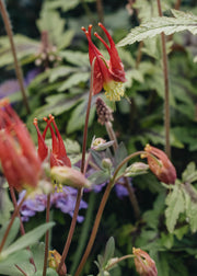 Aquilegia caerulea Rhubarb and Custard